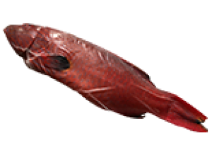 Cá Mú Đỏ Lý Sơn